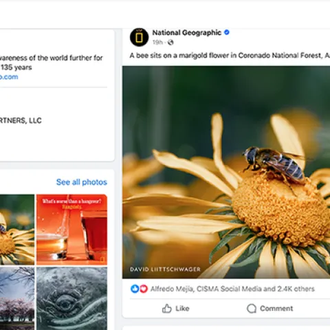 A National Geographic Facebook image shows a hover fly masquerading as a bee.