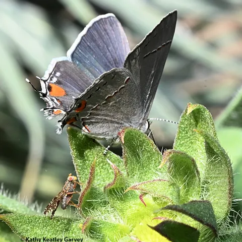 A fruit fly, Neotephritis finalis, peers up at a gray hairstreak butterfly, Strymon melinus, in a bed of Coreopsis. (Photo by Kathy Keatley Garvey)