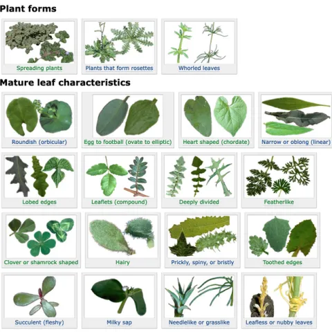 Figure 1. Broadleaf plant characteristics page from the UC IPM Weed Gallery.