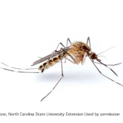 West Nile virus is mainly spread by Culex mosquitoes. Photo by Matthew Bertone, North Carolina State University Extension.