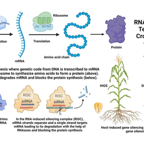 RNAi Technology in Crop Protection-S. K. Dara