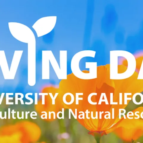 Text: UC ANR Giving Day
Yellow California poppy