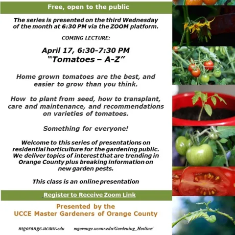 From Vine to Table: Journey Through 'Tomatoes – A-Z