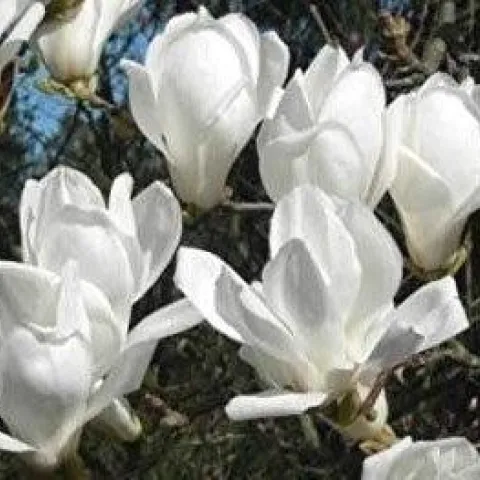 White flowering Magnolia