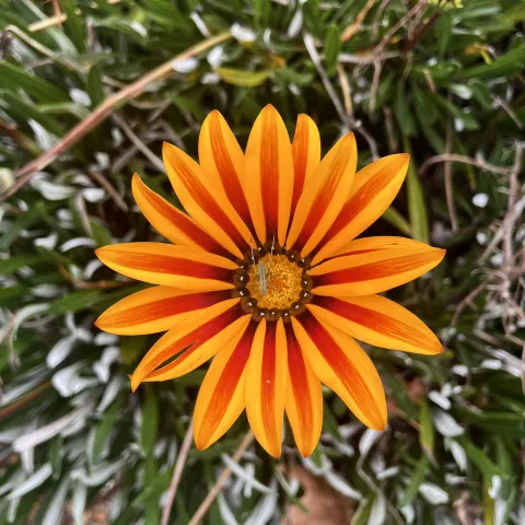 Orange Flower
