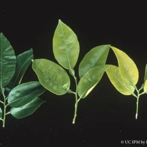 Abnormally dark green grapefruit foliage from excess nitrogen (left), compared, with uniformly pale citrus leaves due to nitrogen deficiency