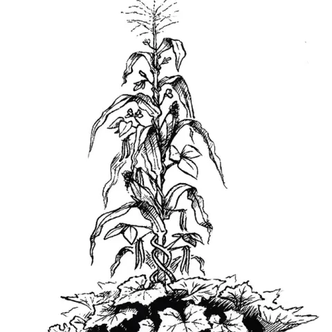 The three sisters garden concept, originated by Native Americans, includes corn, beans and squash grown together for their mutual benefit. (Image: Wikimedia Commons)