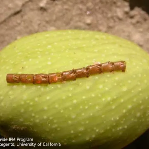 Leaffooted bug eggs. Photo by David R. Haviland, UCCE.