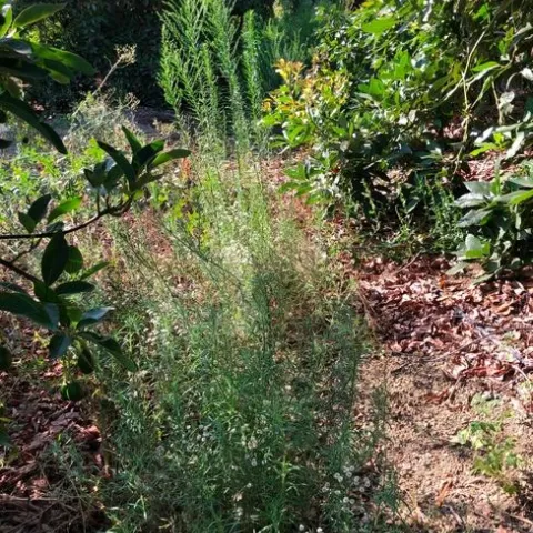 Image 1. Avocado weeds