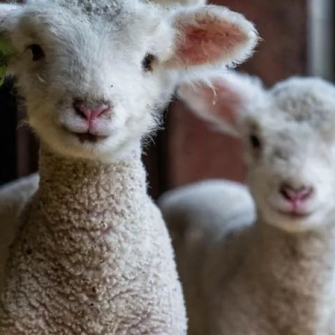El agroturismo es una actividad en constante crecimiento que ha ganado popularidad día a día. La visita a los ranchos con el propósito de conocer a los animales se ha convertido en una práctica altamente demandada y valorada por los turistas.