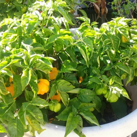 Scotch Bonnet OG photos by Nanelle Jones-Sullivan