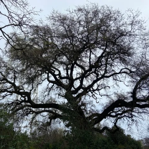 photo by Lorie Hammond