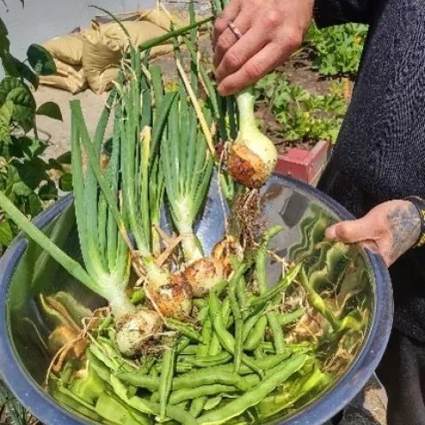 A bowl of produce from the garden