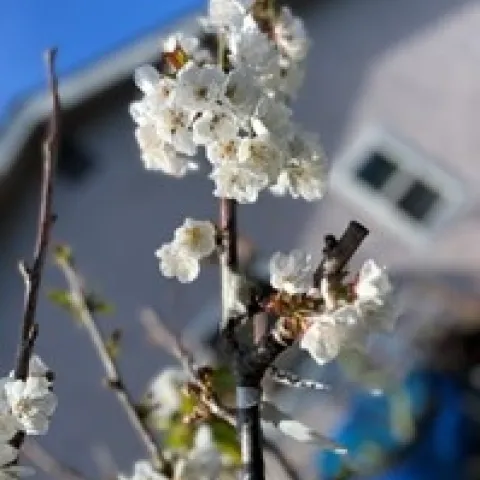 photos by Tina Saravia