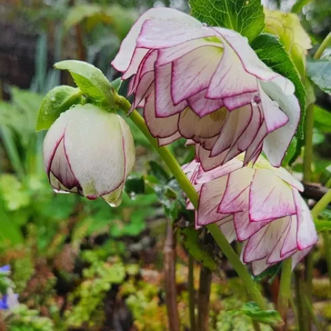 White Flower with pink edges