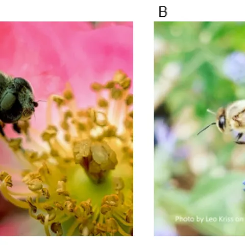 Two Flying insects on flowers pictures