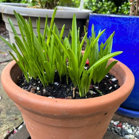 Crocus. photos by Joy Humphrey
