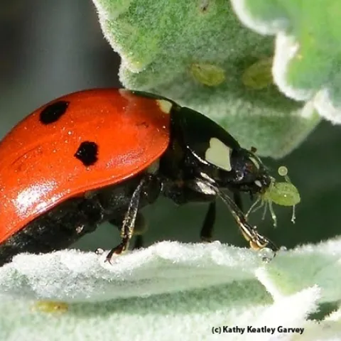 A lady beetle, aka ladybug, devouring on aphid on the UC Davis campus. (Photo by Kathy Keatley Garvey)