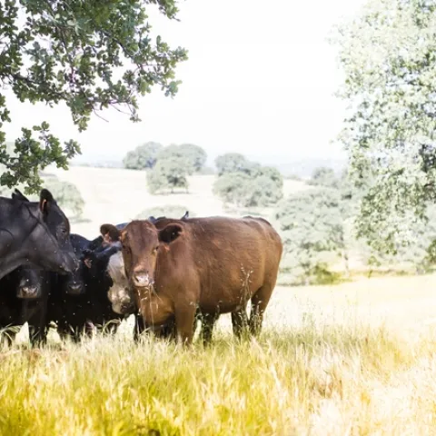 Los investigadores, incluyendo a científicos de UC Davis y UC ANR, hicieron un cálculo de las emisiones de gases de efecto invernadero de las vacas que consumen vegetación que en su lugar ardería durante incendios forestales. Fotografía por Elena Zhukova