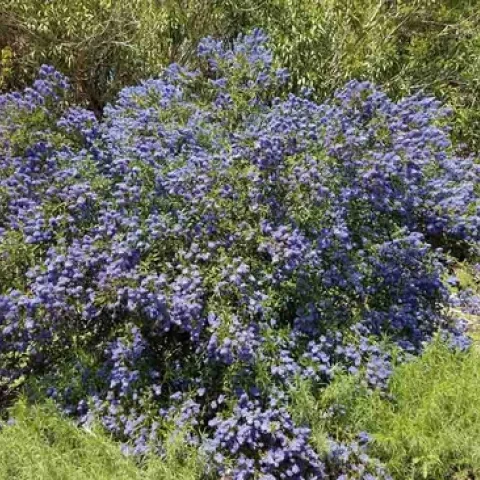 Ceanothus 'Concha' is a good firewise choice. Jeanette Alosi