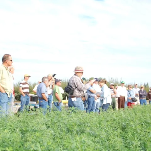 Alfalfa Field Day