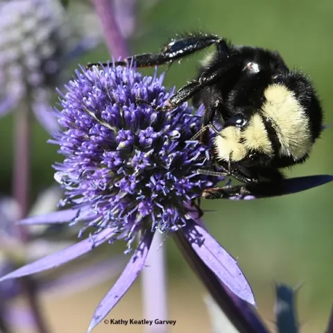 A yellow-faced bumble bee, Bombus vosnesenskii, sipping nectar from an Amethyst Sea Holly, Eryngium amethystinum, in Sonoma. (Photo by Kathy Keatley Garvey)