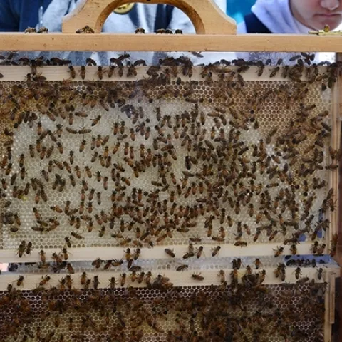 Bee observation hives attract attention at the annual California Honey Festival. Visitors delight in pointing out the queen bee and checking out the workers and drones. (Photo by Kathy Keatley Garvey)