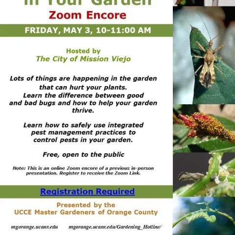 Master Your Garden: Join Our Zoom Encore on Managing Pests! Reserve Your Spot Now.