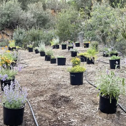 Research plot to evaluate bee attractiveness