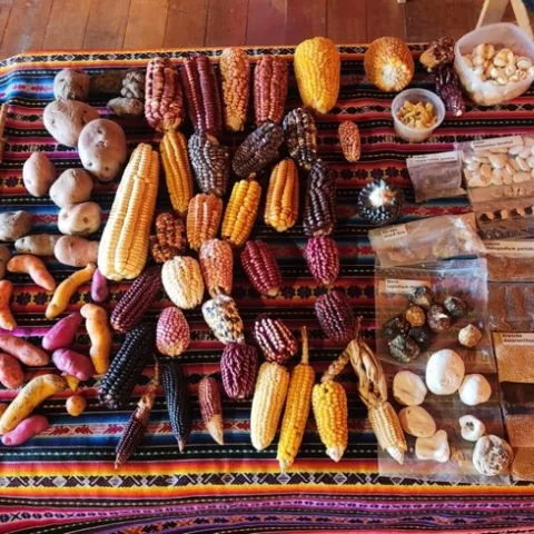 Varieties of Andean Corn.