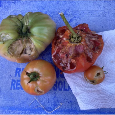 WhatsEatingTomatoes-1