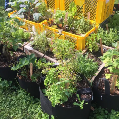 A combination of grow bags and other containers can be used to create a portable edible garden