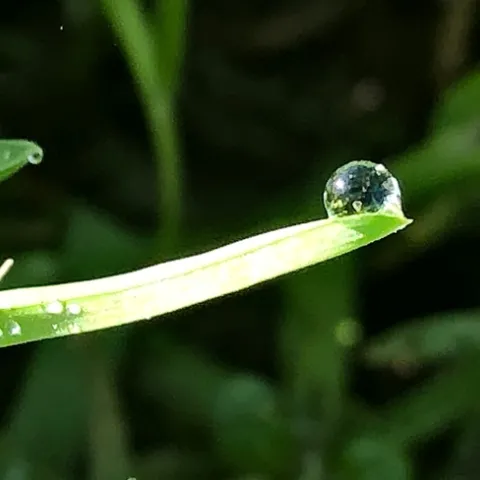 Single water drop resting near the tip of a horizonal blade of grass
