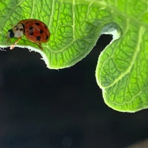 photo by Denise Cottrell