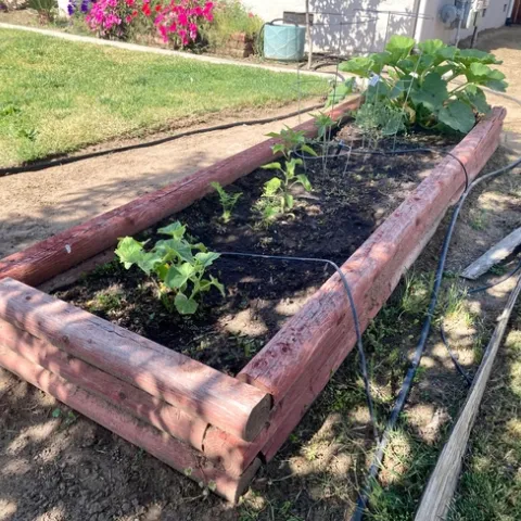Converting a vegetable garden to drip irrigation conserves water. (Photo: Jeannette Warnert)