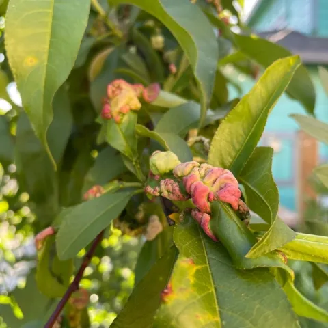 photo by Christie Mesias