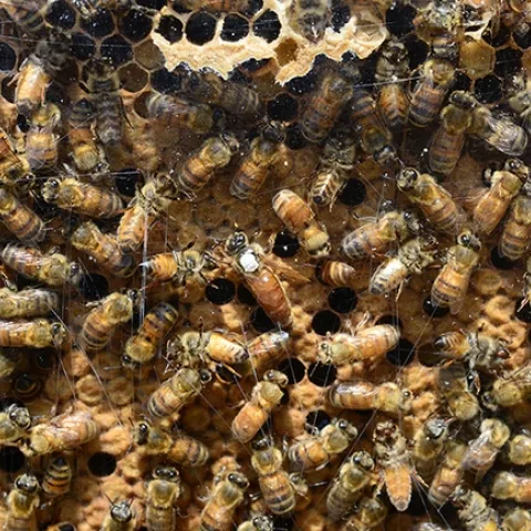 The California Honey Festival will include bee observation hives. (Photo by Kathy Keatley Garvey)