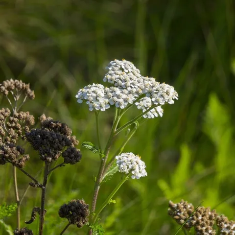 achillea-millefolium-1096391 1280 Pixabay