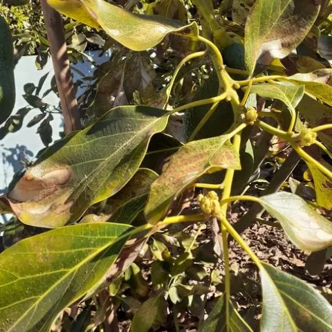 avocado lace bug damage