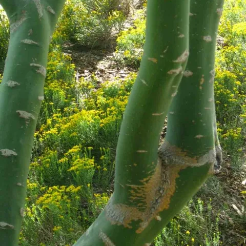 Photosynthesis occurs in both the leaves and bark of the blue palo verde. Elize Van Zandt