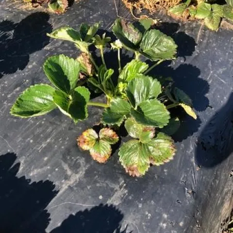 Mancha angular de la hoja en la fresa, nótese hojas más maduras con colores distintos.