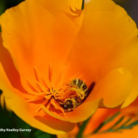 A sweat bee, genus Halictus and family Halictidae, collecting pollen from a California golden poppy, the state flower. Both the bee and the flower are natives of California. (Photo by Kathy Keatley Garvey)