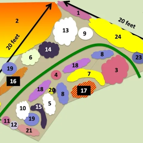 Pollinator garden planting plan