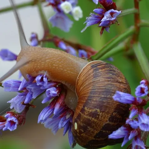 Trap snails and slugs beneath boards or flower pots. Collect frequently, smash and dispose. (Photo: Wikimedia Commons)
