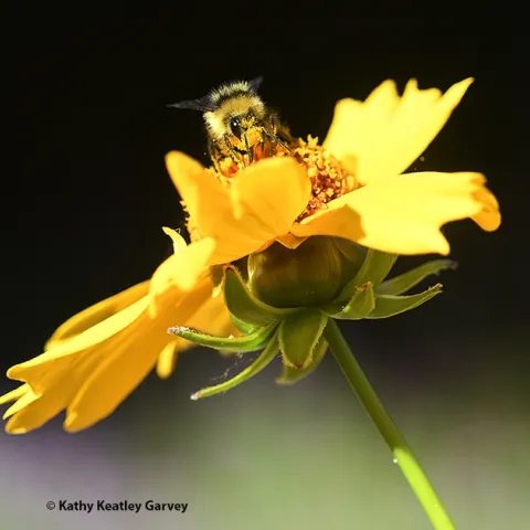 A bumble bee forages on Coreopsis in Vacaville. (Photo by Kathy Keatley Garvey)
