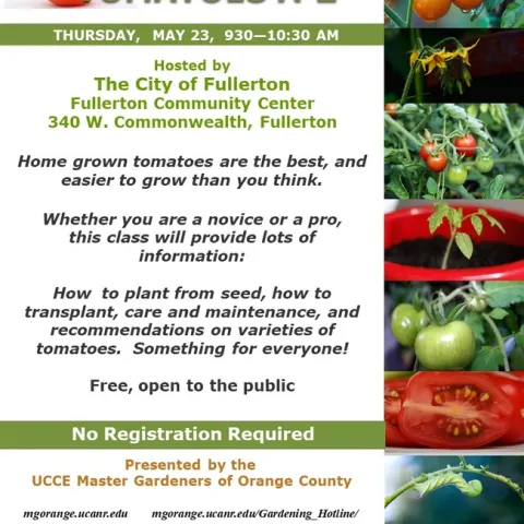 From Vine to Table: Master the Art of Growing Your Own Tomatoes