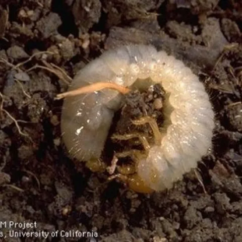 Photo of a Masked Chafer Grub