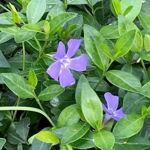 Periwinkle (Vinca major) is an invasive plant in California. It was introduced from Europe in the 1700s for ornamental and medicinal purposes, but it should not be planted in California gardens. (Photo: Cynthia Zimmerman)