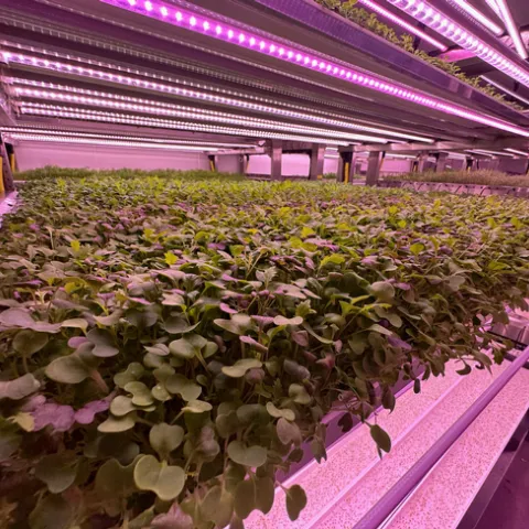 Beds of microgreens reflect the pink glow of overhead greenhouse lights.