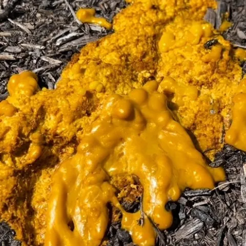 Smooth and bumpy looking gooey yellow substance that almost looks like candle wax.